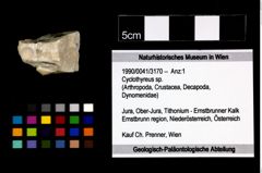 Foto (Objekt + Etikett) von Cyclothyreus sp.  (NHMW-GEO-1990-0041-3170)